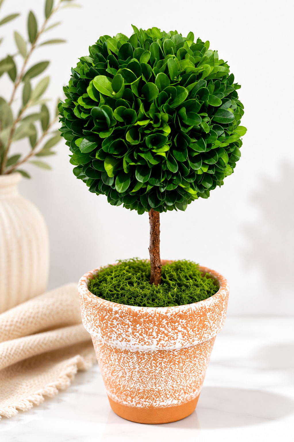 Evergreen Boxwood Topiary